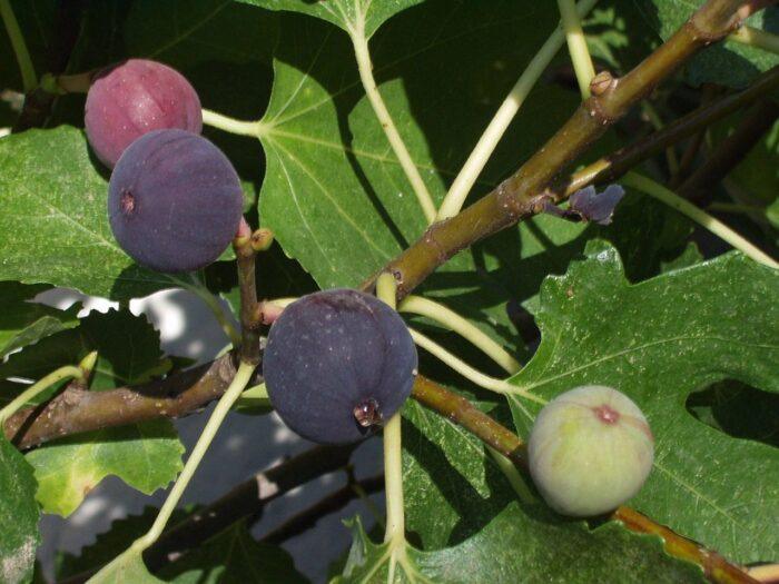 Fresh figs rich in fiber, antioxidants, and vitamins-Fresh figs rich in fiber, antioxidants, and vitamins-6 remarkable healing powers of figs.jpg