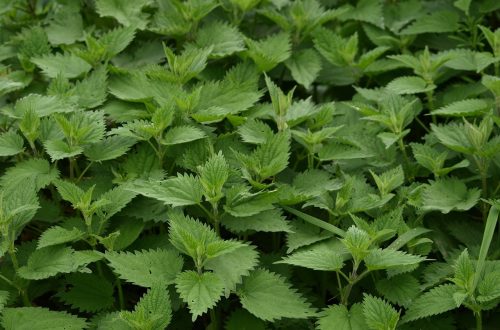 10 Spring Greens and Their Health Benefits—Nettles