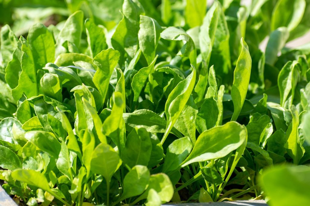 10 Spring Greens and Their Health. Benefits of spinach.
