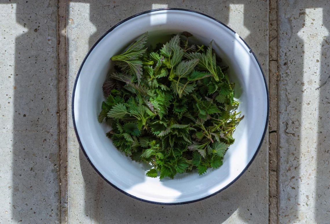 benefits of Nettles—Fresh nettles in spring