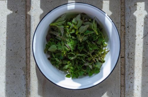 benefits of Nettles—Fresh nettles in spring