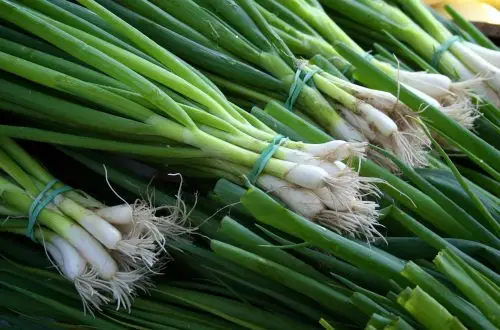 What we eat in May—fresh green onions