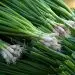 What we eat in May—fresh green onions